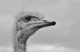 斯特劳斯,动物,鸟