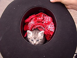 猫,小猫,齐默尔曼