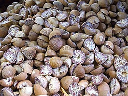 肉豆蔻,肉豆蔻属植物,香料