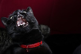 猫,宠物,黑色
