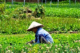 越南,传统的,农业