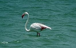 鸟,更大的火烈鸟,长春花的phoenicopterus