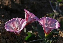 花,粉色,田旋花