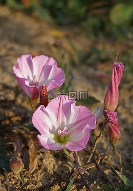 花,粉色,田旋花