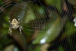 自然摄影,宏摄影,特写