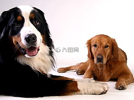 金毛猎犬,bernese 山狗,狗