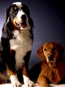 bernese 山狗,金毛猎犬,狗