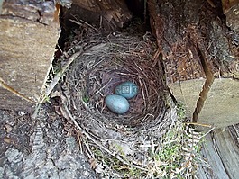 鸟巢,蛋,森林教育