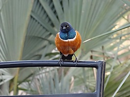 鸟,异国情调,美食家