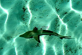 马尔代夫,大海,旅游