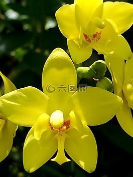 兰花,黄色,鲜花