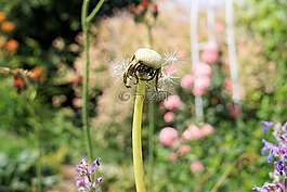 蒲公英,普通的蒲公英,花粉