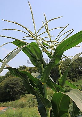 玉米穗,流苏,男花