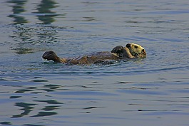 海獭,宁静,奥特