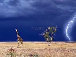 长颈鹿,萨凡纳,雷暴