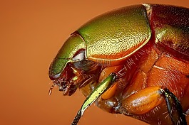 甲虫,热带甲虫,昆虫