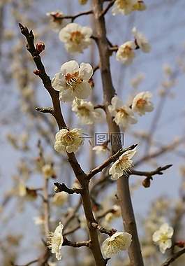 樱花盛开,樱花,花树