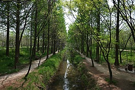 森林,花树,植物园