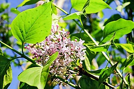 紫丁香,花,开花