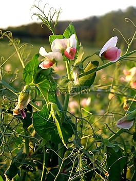 豌豆,植物,花
