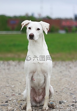 狗,美丽,白狗