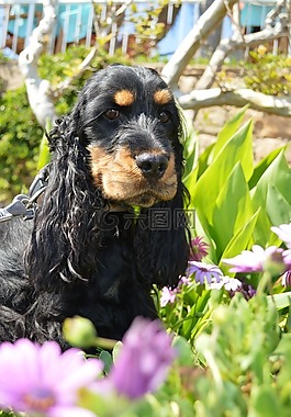 英语可卡犬,狗,可卡