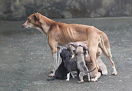 狗妈妈,母爱,狗