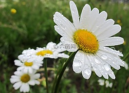 雏菊,春天的花朵,白