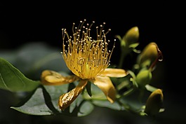 鲜花,黄色,颜色