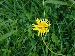 naturaleza,弗洛尔,普拉多