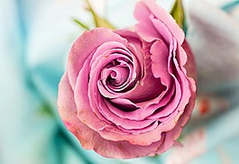 玫瑰,花,花瓣