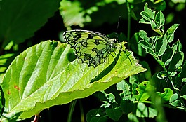 蝴蝶,绿色,伪装