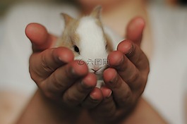 兔,小,兔子