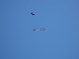天空,自由,飞