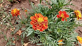 橙花,怒目而视,开花