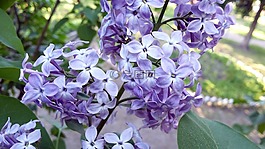 淡紫色的,鲜花,春
