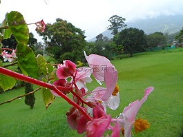 性质,鲜花,pl