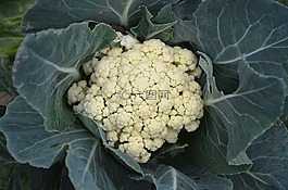 菜花,蔬菜,吃