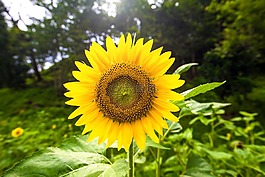 garden,sunflower,plant