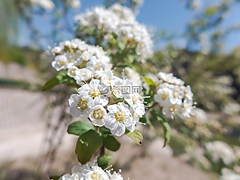 花,百花,微距