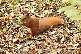 松鼠,动物,公园