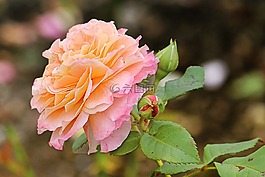 玫瑰,橘红色,开花