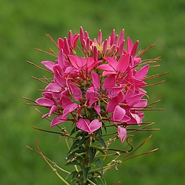 蜘蛛 花,醉蝶花hassleriana,花序