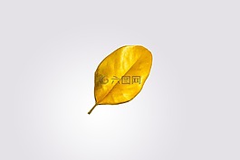 黄金叶,自然,叶