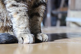 吝啬鬼,爪子,猫