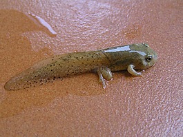 蝌蚪,青蛙,两栖