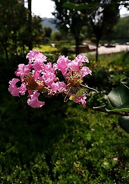 紫薇花,紫色,西安曲江