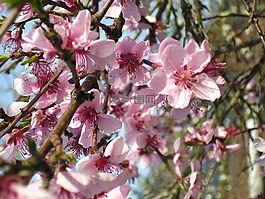 桃花源,梅花,鲜花