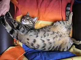 猫,睡眠,办事处