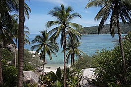 热带,棕榈,palmtree